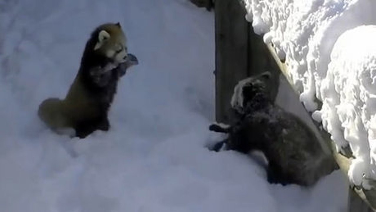 Diese roten Pandas toben im Schnee. Zum Dahinschmelzen.