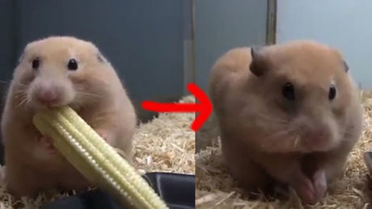 Ein Hamster versucht einen Maiskolben zu fressen.