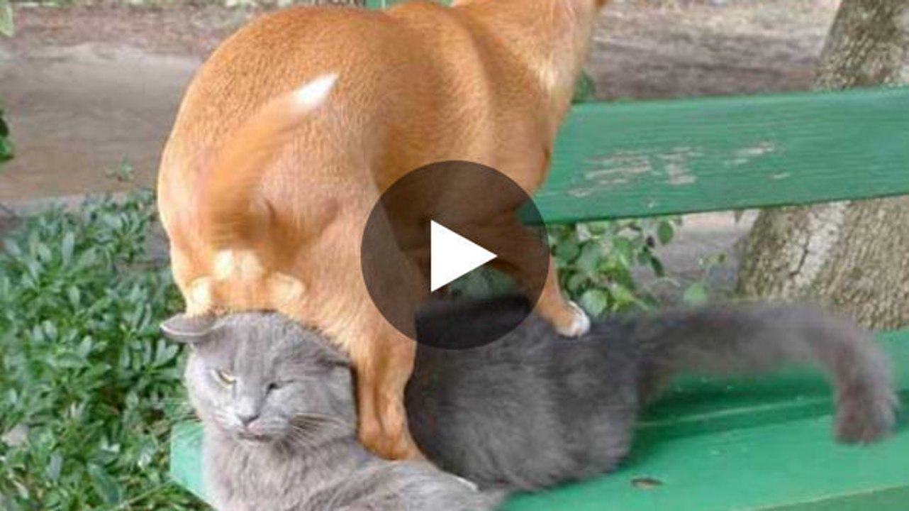 Endlich haben die Hunde einen Weg gefunden, um sich an den Katzen zu rächen - zu lustig!