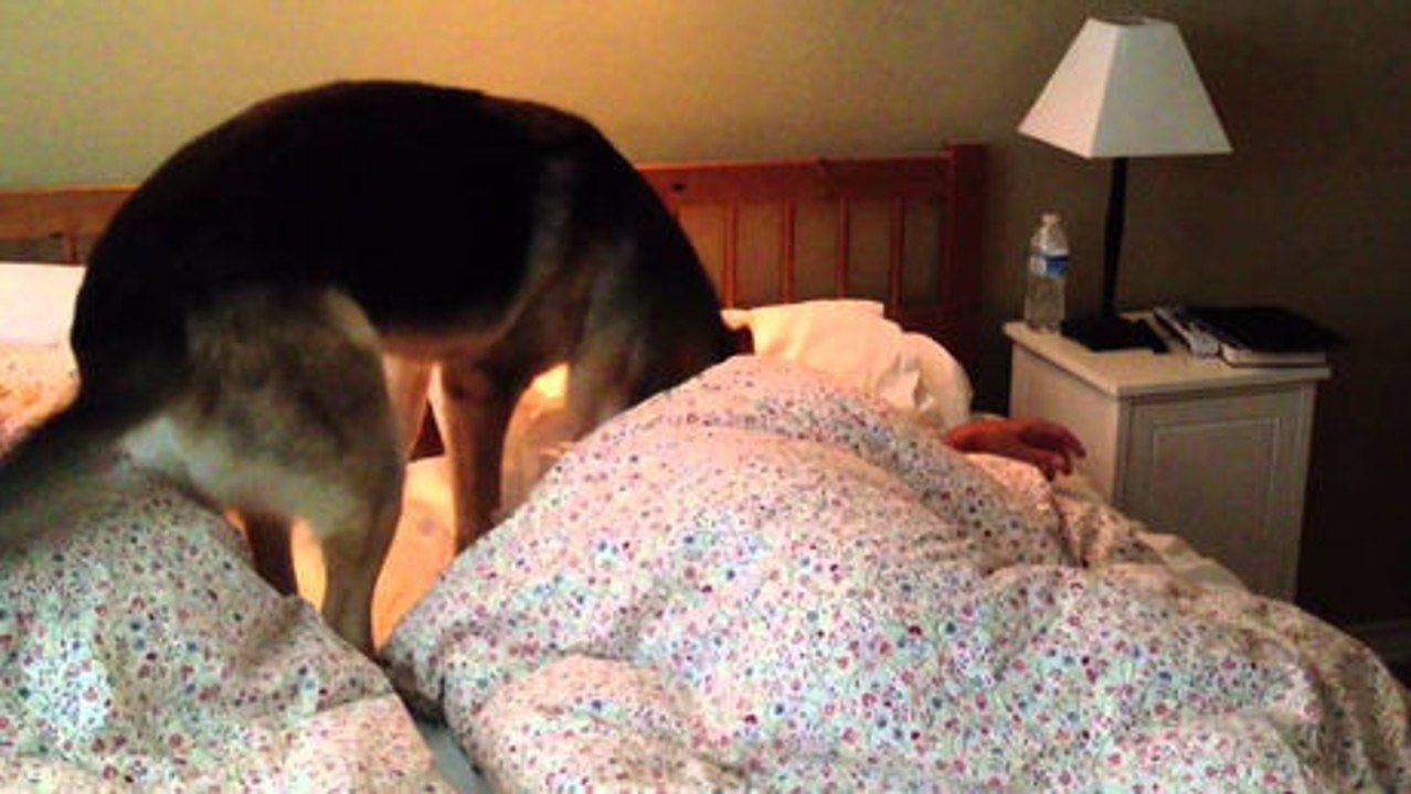 Dieser Hund ist entschlossen, sein Herrchen zu wecken.