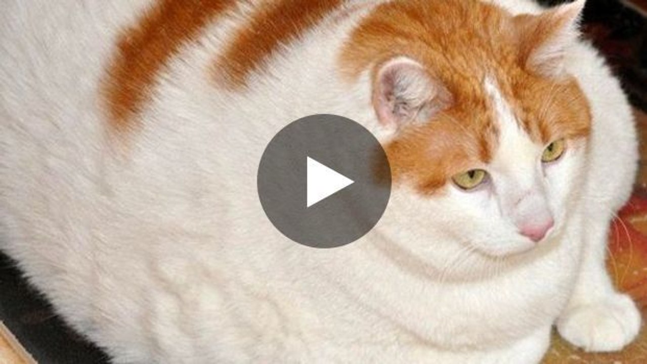 Dicke Katze: Das sind die dicksten Katzen der Welt