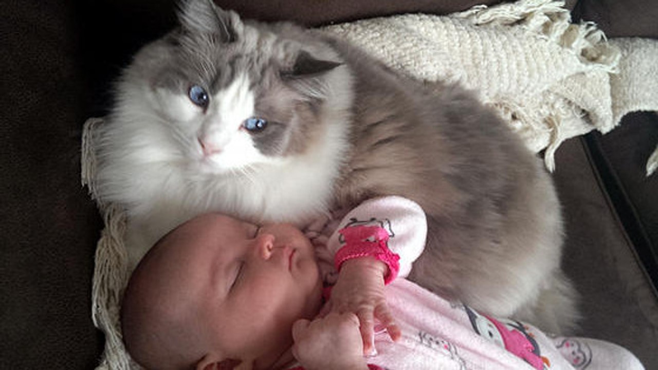 Diese Katze schützt ein Baby, als es vom Vater geschlagen wird