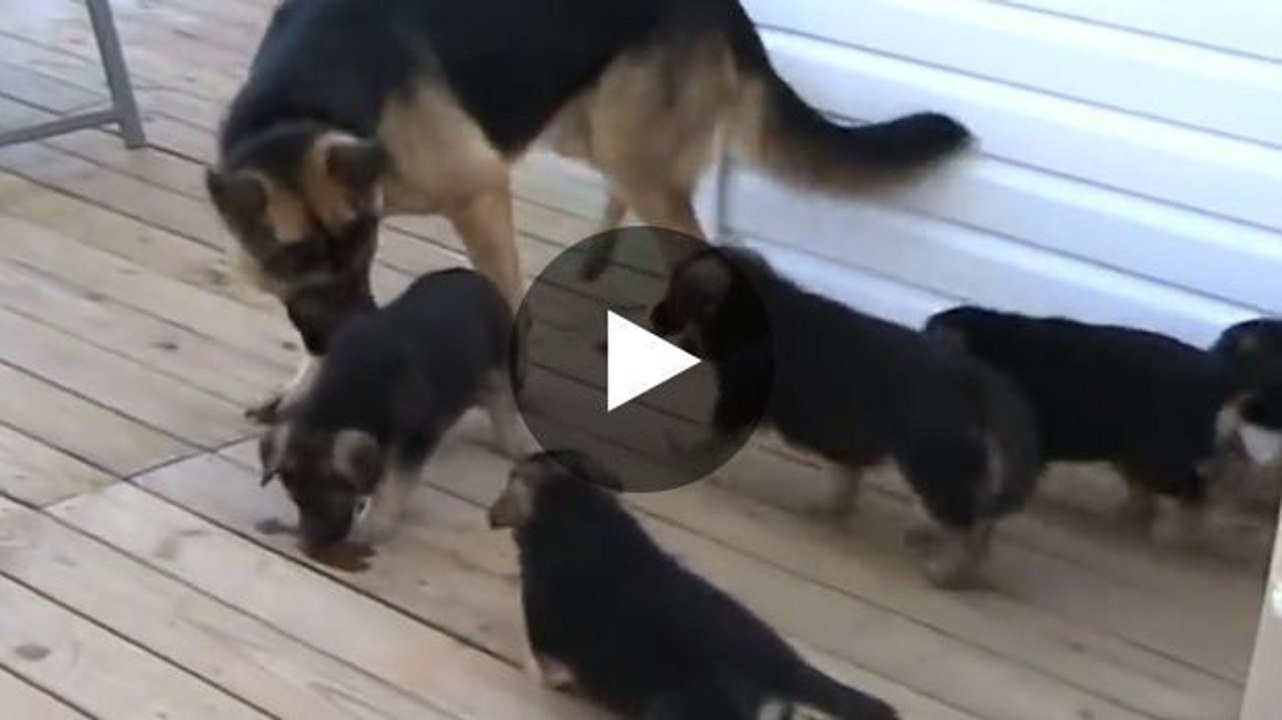 Dieser Schäferhund spielt liebend gerne mit seinem Nachwuchs. Ein wirklich vorbildlicher Papa!
