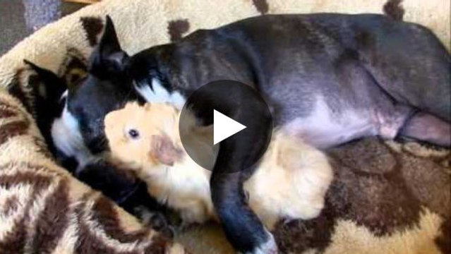 Zwei dicke Freunde: ein Hund und ein Meerschweinchen.