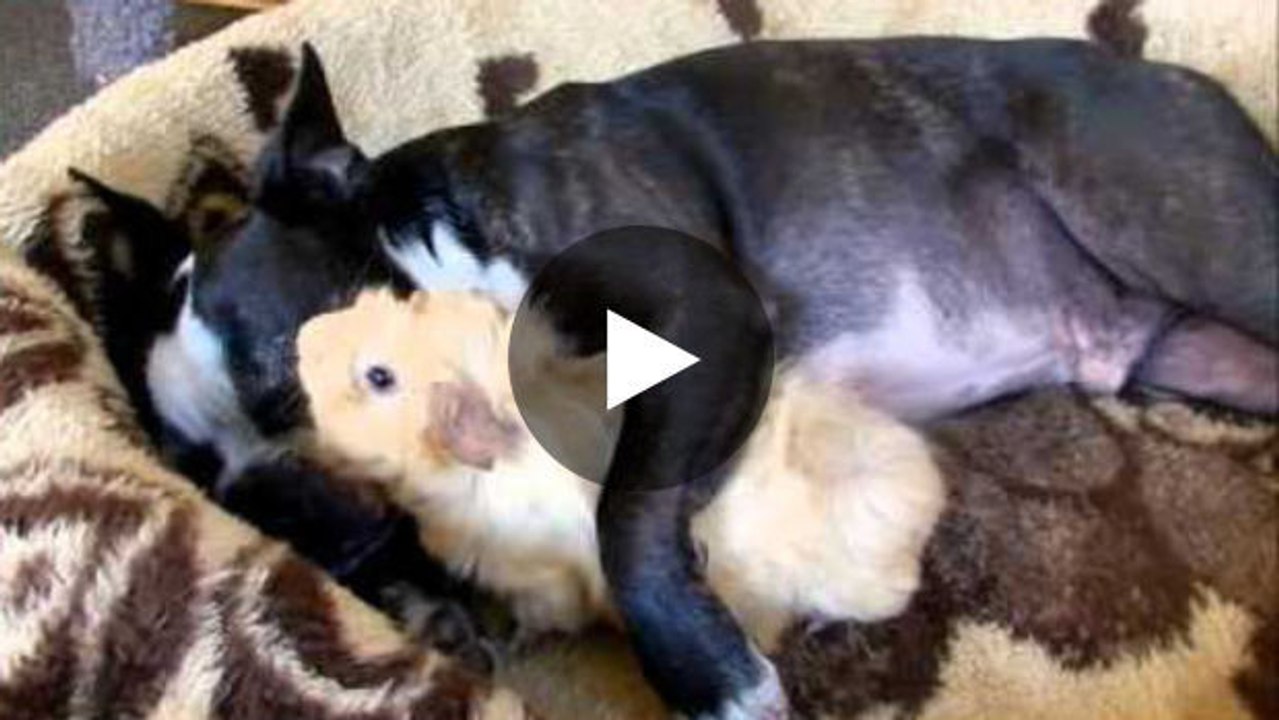 Zwei dicke Freunde: ein Hund und ein Meerschweinchen.