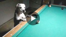 Dieser Hund hat ein seltenes Talent - sehen Sie selbst!