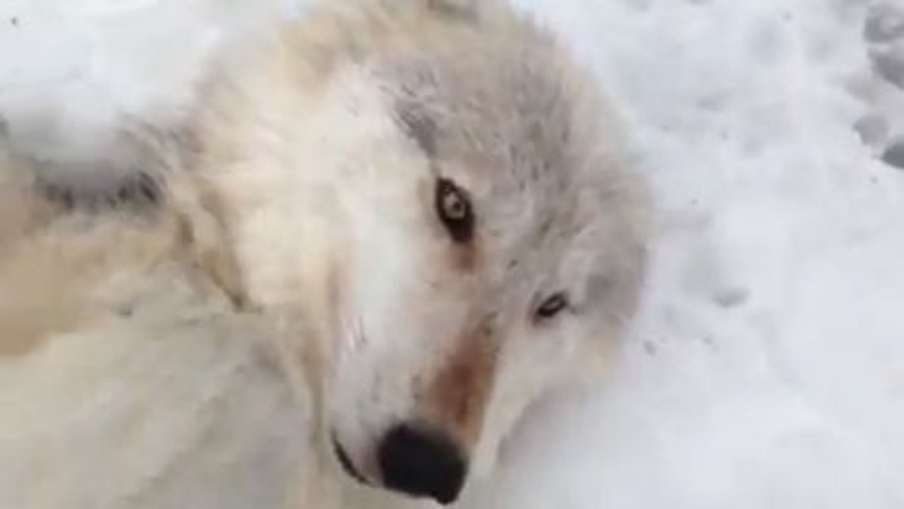 Wölfe unterscheiden sich gar nicht so sehr von Hunden. Das wird Sie zum Schmelzen bringen.