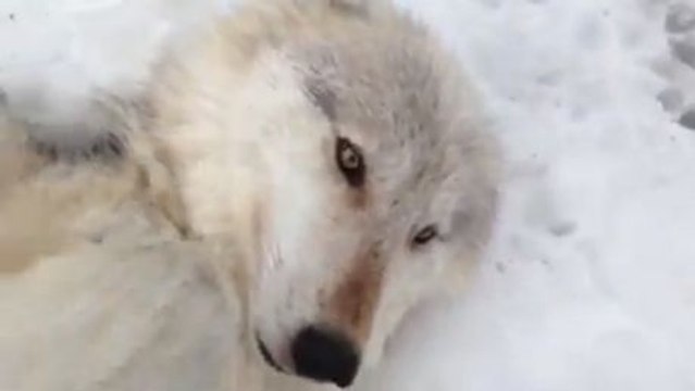 Wölfe unterscheiden sich gar nicht so sehr von Hunden. Das wird Sie zum Schmelzen bringen.