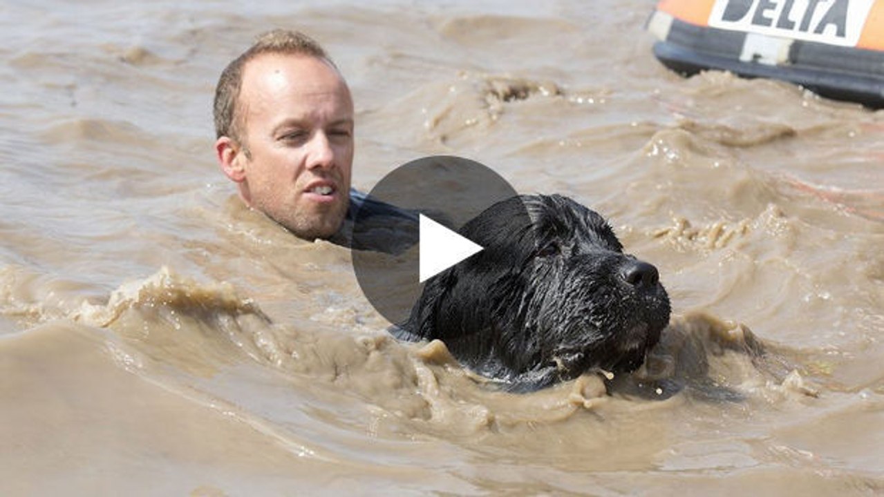 Dieser Mann gibt vor, in einem See zu ertrinken. Sehen Sie sich die unglaubliche Reaktion seines Hundes an!