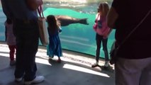 Dieser Seelöwe hat ein junges Mädchen kennengelernt. Seine Reaktion ist total lustig.