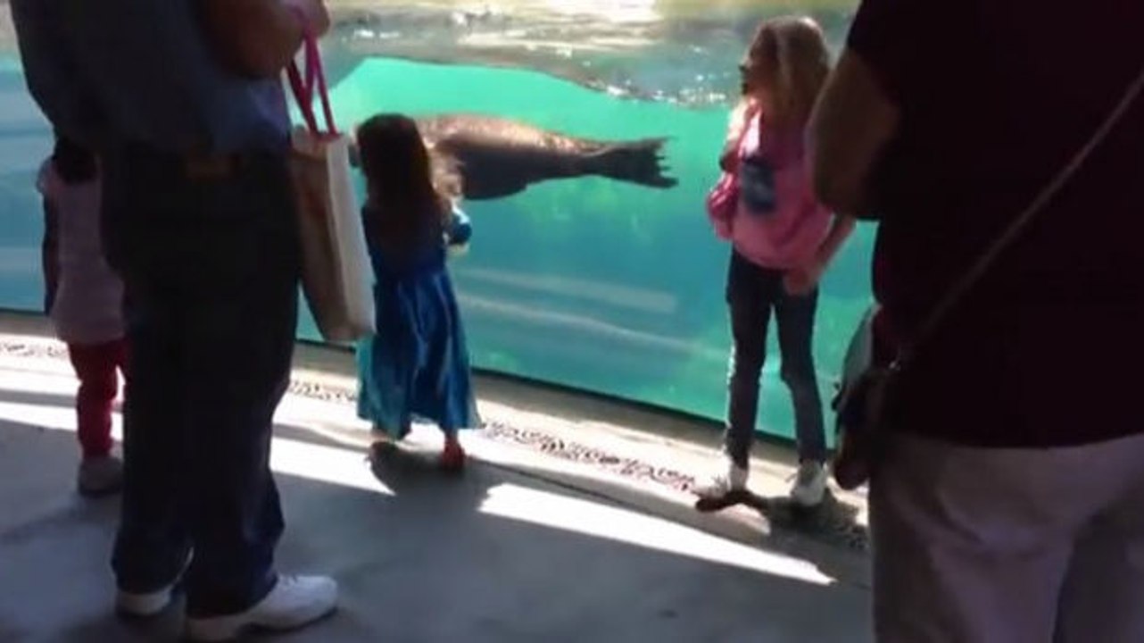 Dieser Seelöwe hat ein junges Mädchen kennengelernt. Seine Reaktion ist total lustig.
