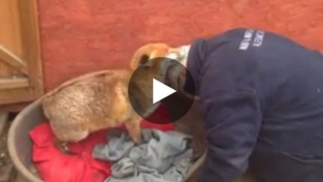 Sehen Sie sich dieses Video an, und Sie werden einen Fuchs adoptieren wollen... versprochen!