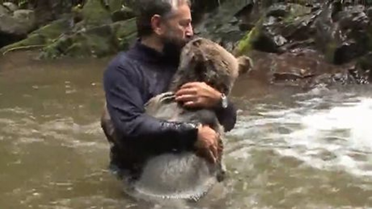 Ein Mann spielt mit einem Braunbär in einem Bach. Die enge Beziehung zwischen den beiden ist erstaunlich.