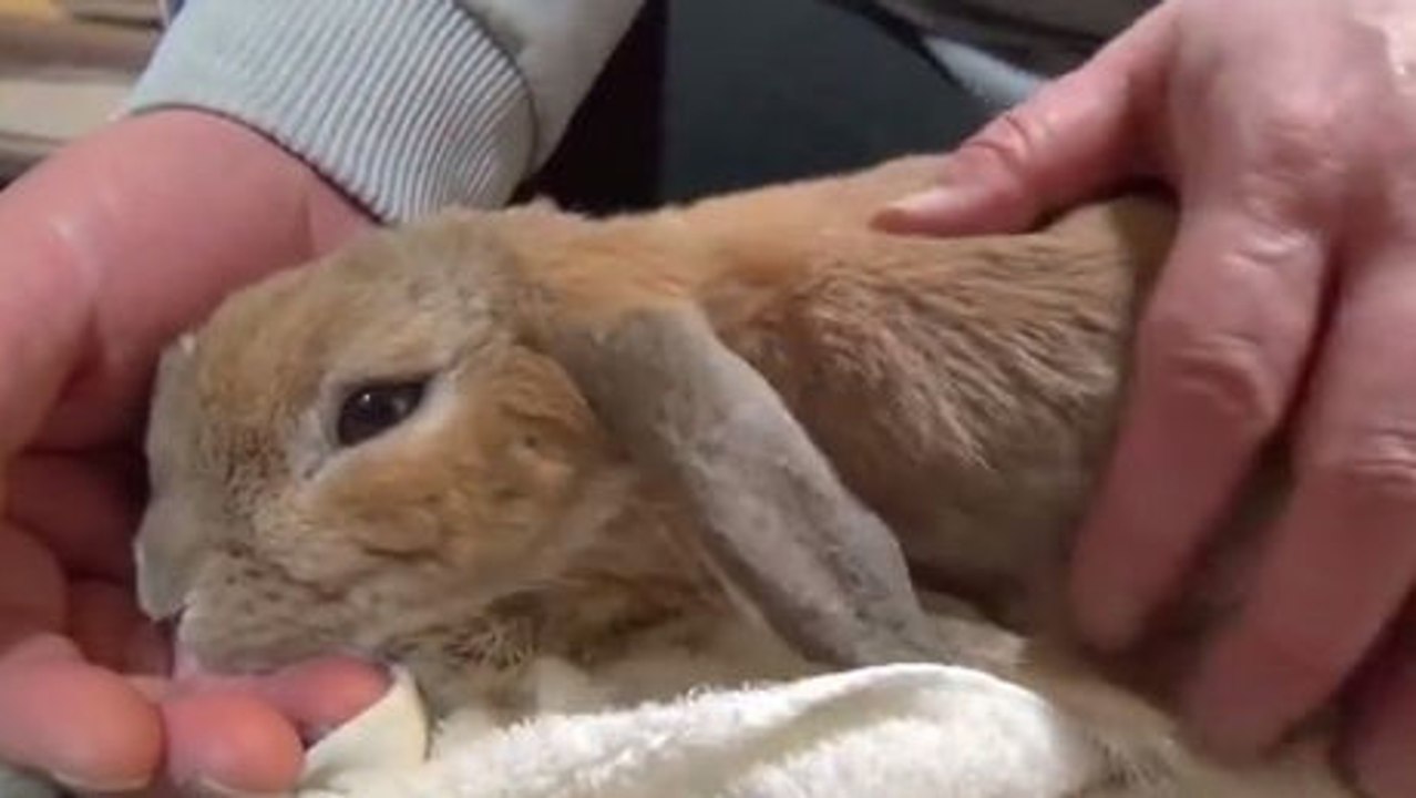 Dieses Kaninchen mag gerne Kuscheln. Es ist schon fast danach süchtig.