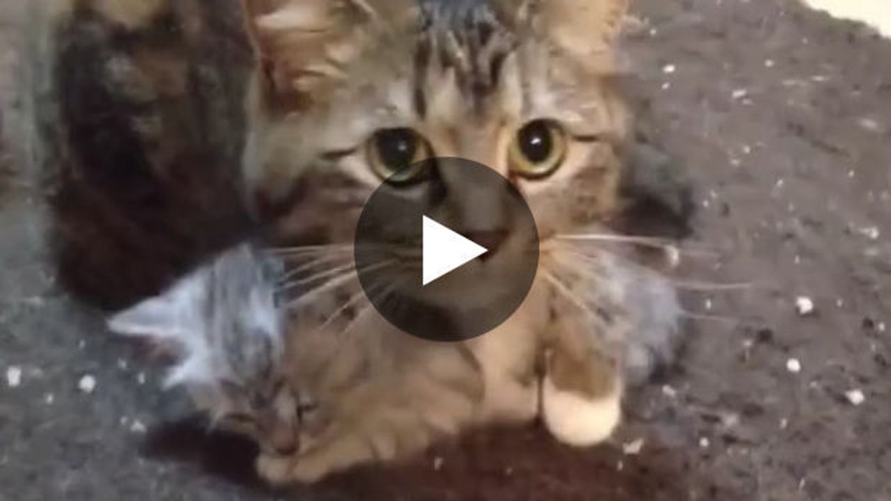 Eine Katze kümmert sich um ihr Katzenbaby.