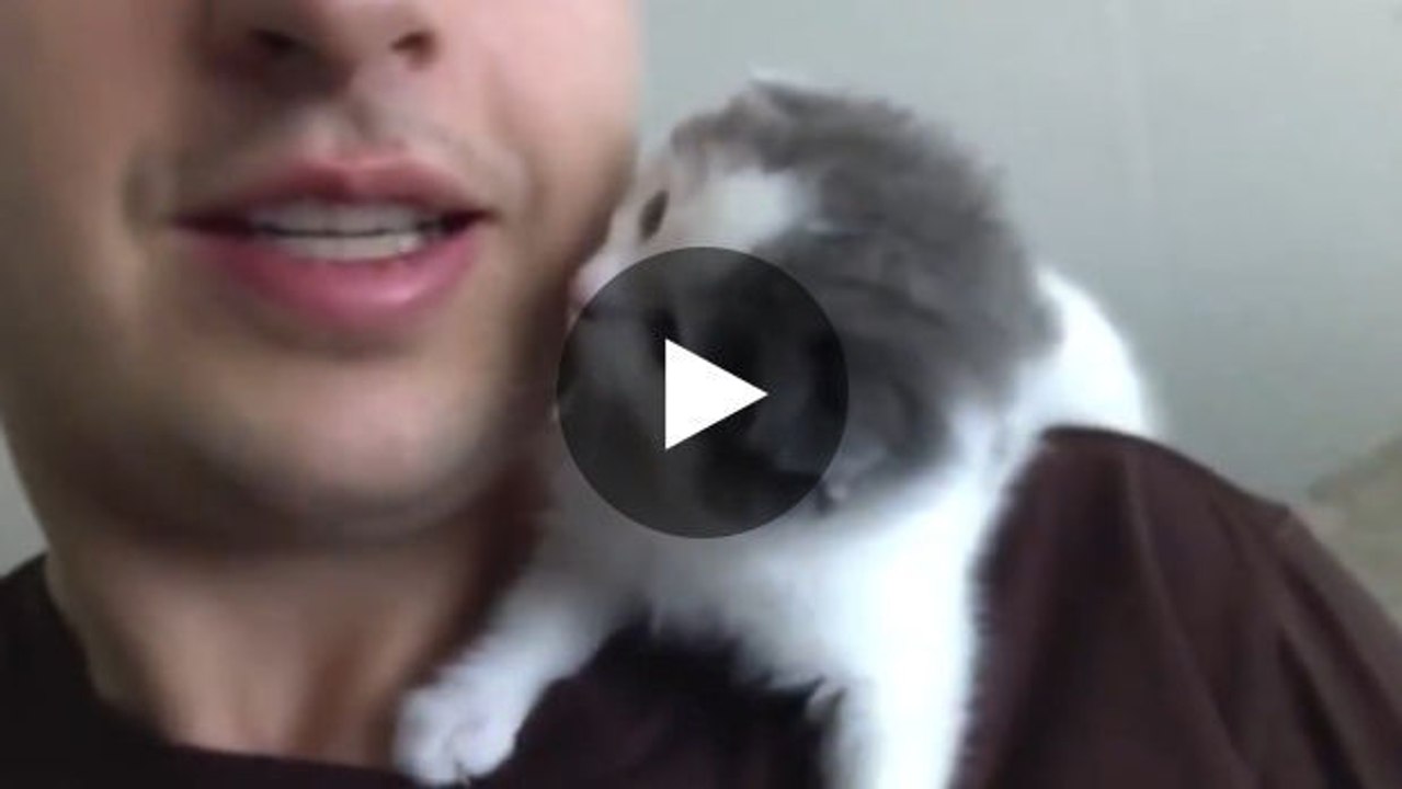 Dieses Kätzchen erwidert Küsse.