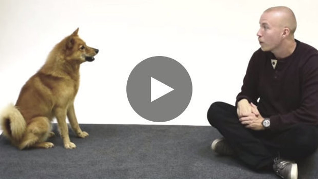 So reagieren Hunde, wenn ein Mensch bellt - zum Schießen!