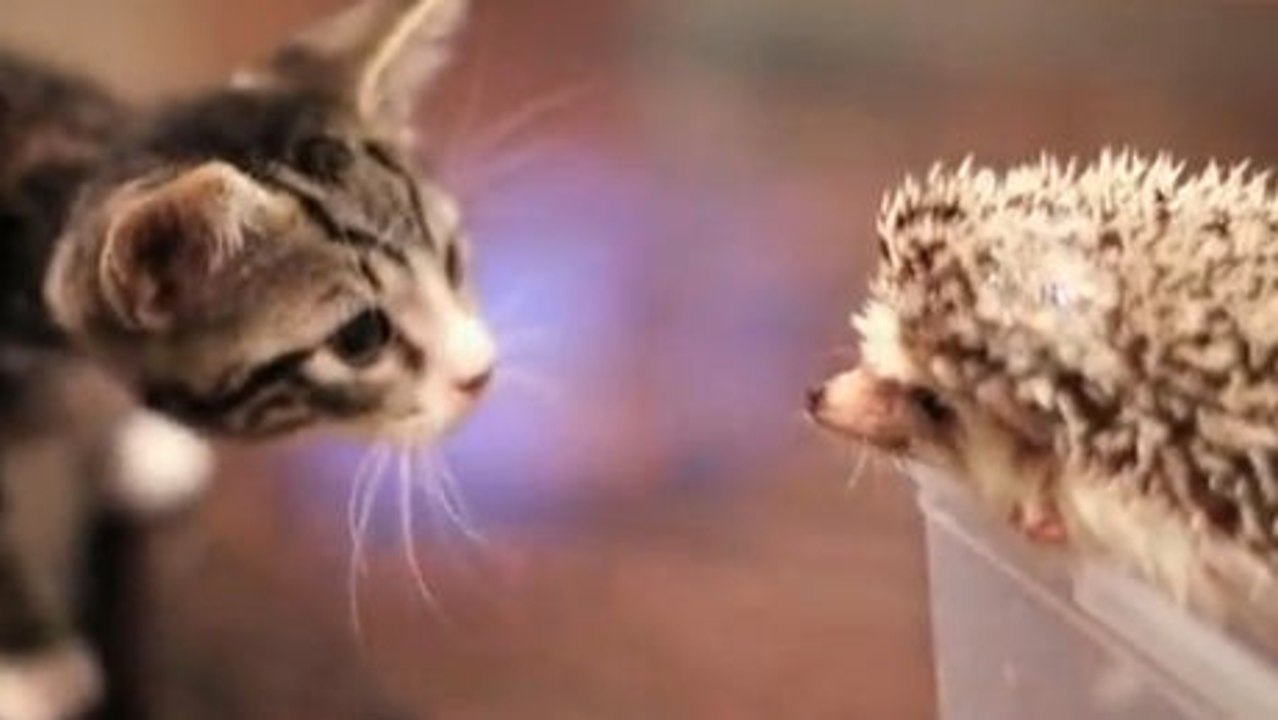 Eine süße Begegnung zwischen einem Kätzchen und einem Igel.