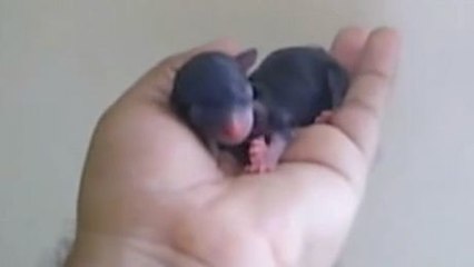 Dieser Chihuahua wurde gerade erst geboren. Er ist so klein, dass Sie dahinschmelzen werden.