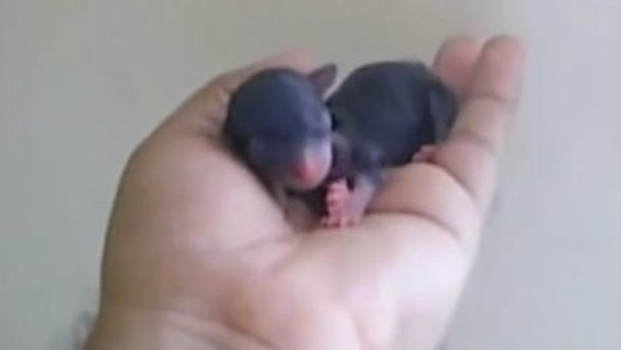 Dieser Chihuahua wurde gerade erst geboren. Er ist so klein, dass Sie dahinschmelzen werden.