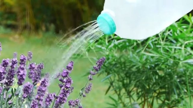 Sie haben keine Gießkanne? Basteln Sie sich eine in nur wenigen Minuten!