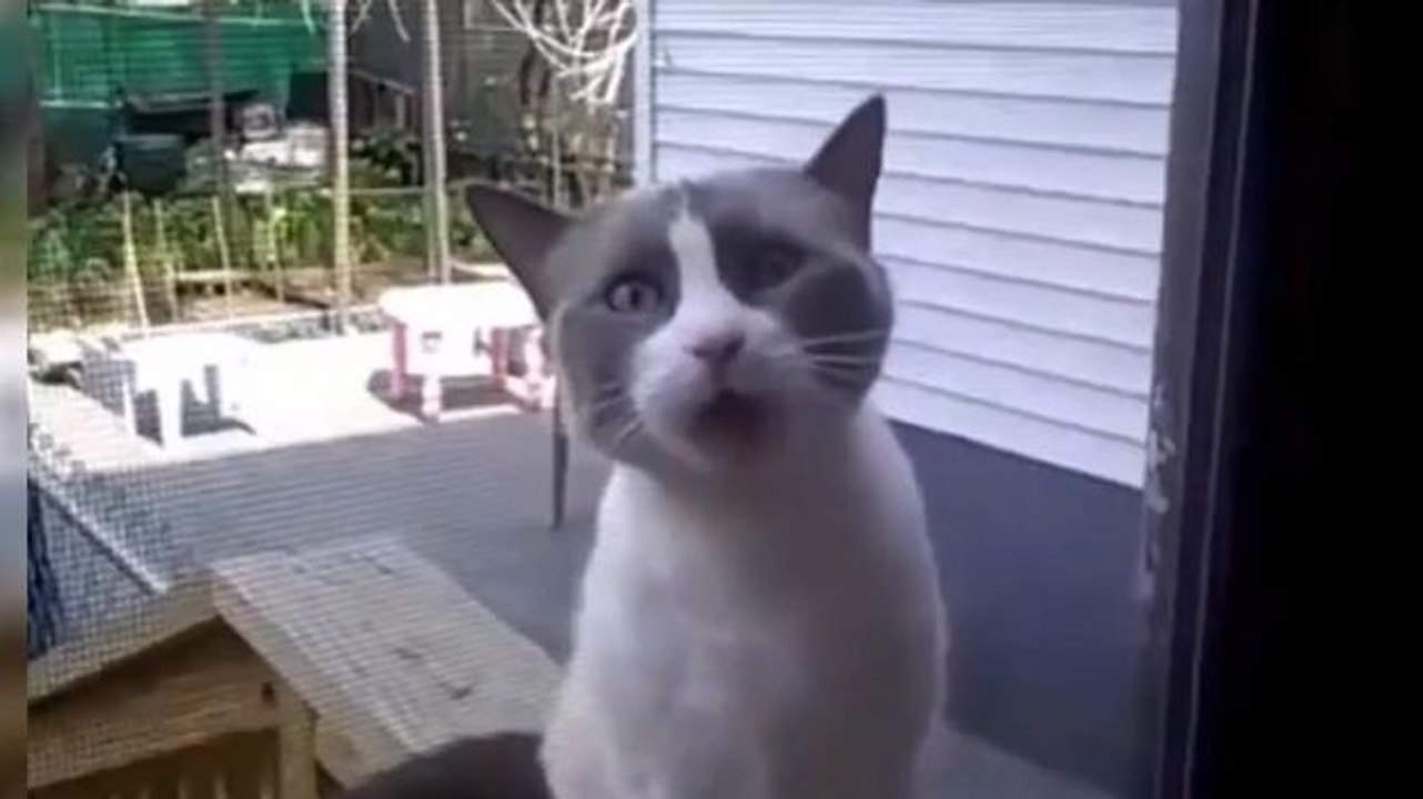 Diese Katze besitzt ein erstaunliches Talent: Sie kann sprechen! Sie werden Ihren Ohren nicht trauen.