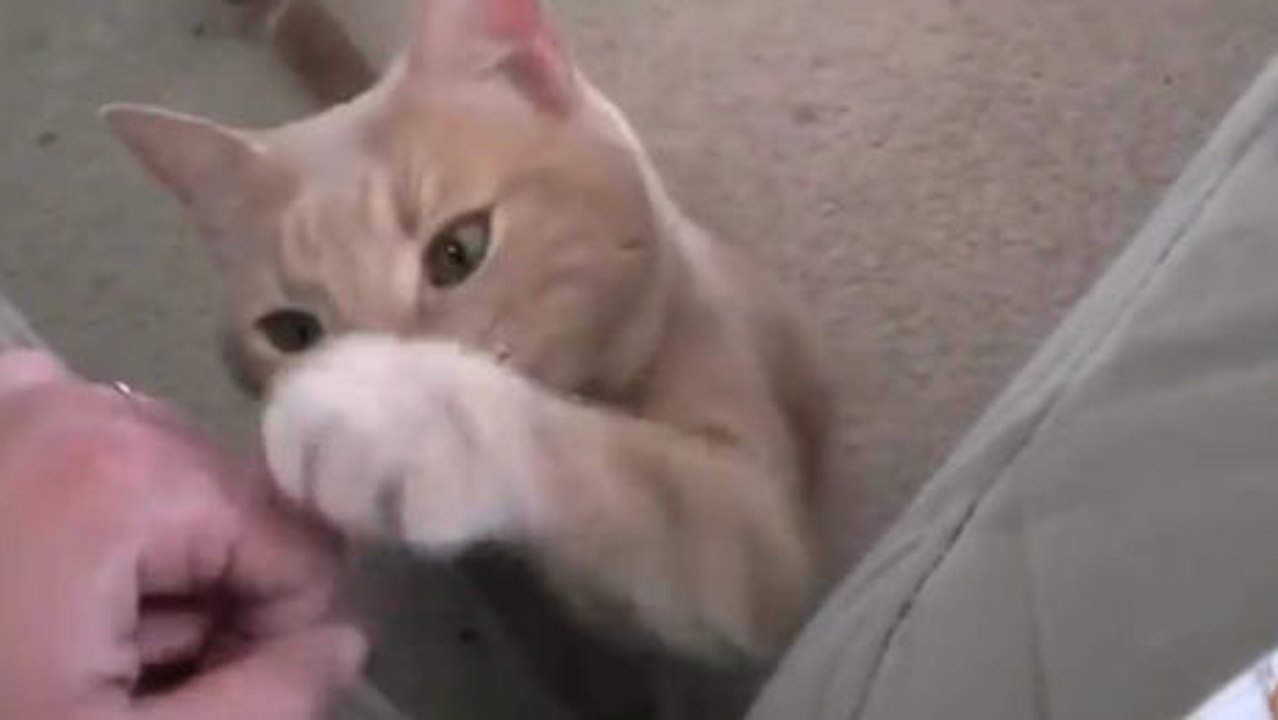 Diese Katze weiß, wie sie mehr Aufmerksamkeit fordern kann.