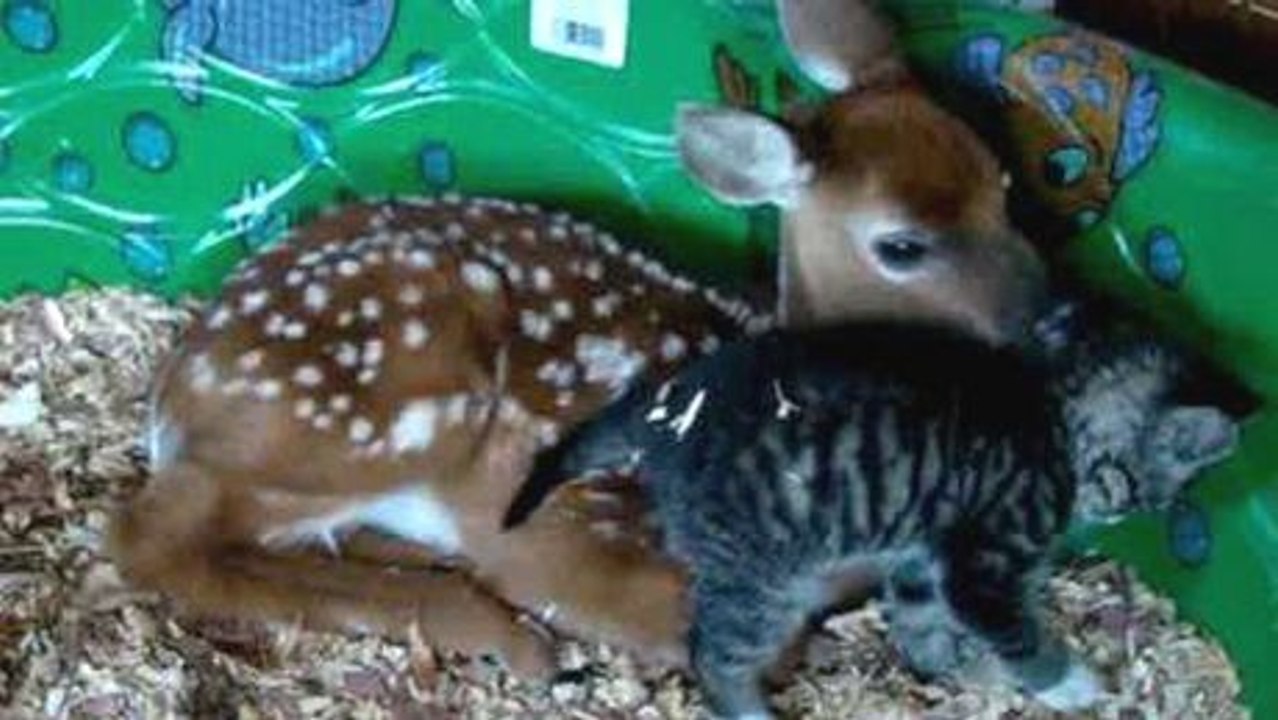 Eine Katze und ein Rehkitz  können sich nicht trennen.