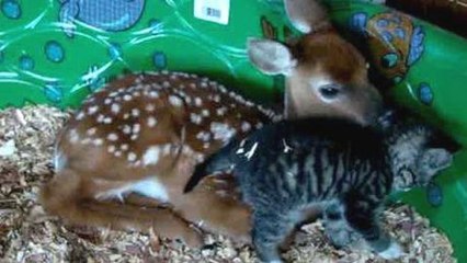 Eine Katze und ein Rehkitz  können sich nicht trennen.
