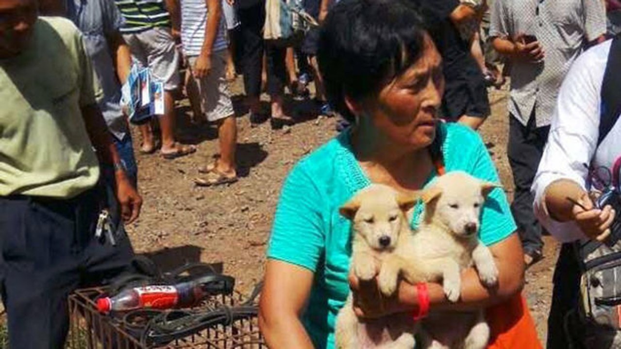 Frau rettet 100 Hunde vor Schlachtung.