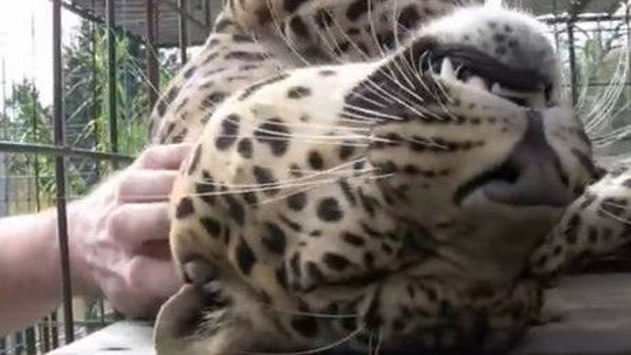 Dieser Leopard liebt es, gekuschelt zu werden. Unmöglich, ihm zu widerstehen!