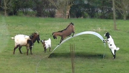 Ziegen, die sich auf urkomische Weise amüsieren. Lachanfall garantiert!