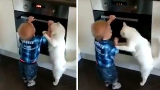 Die Katze hindert das Kind an einer Dummheit