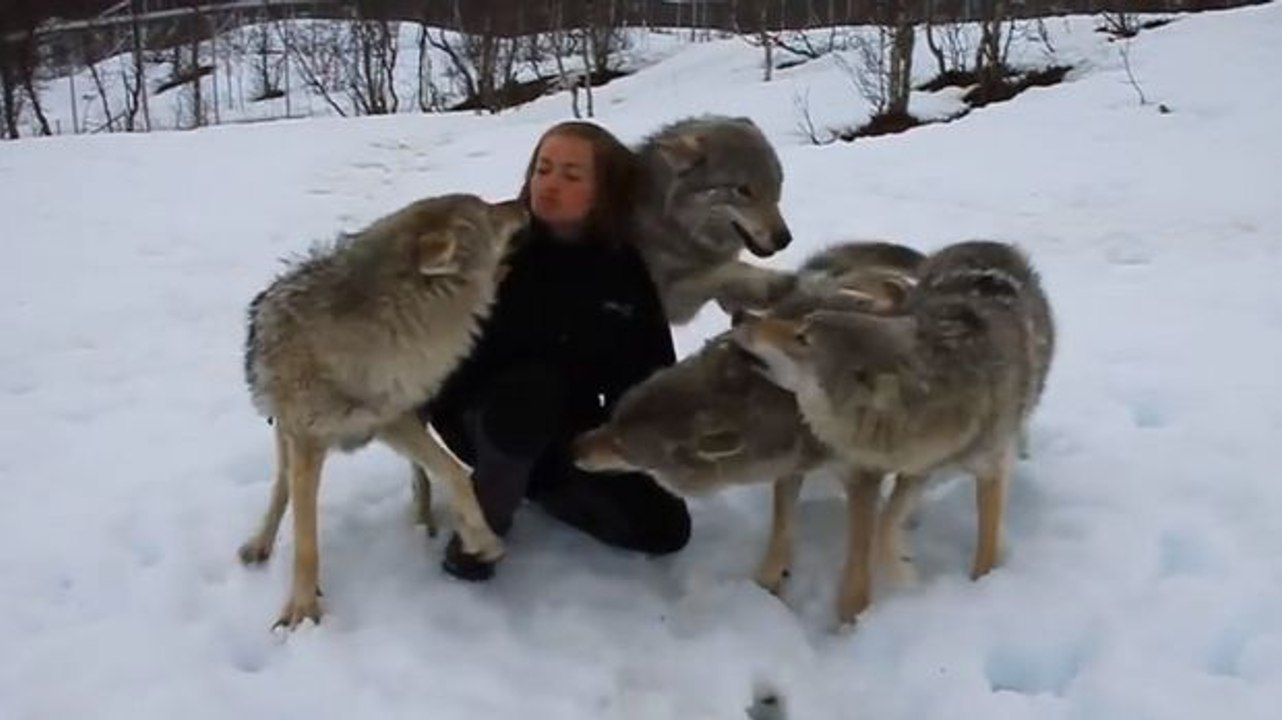 Diese Wölfe haben diese junge Frau seit 2 Monaten nicht gesehen. Ihr Wiedersehen ist unbeschreiblich.
