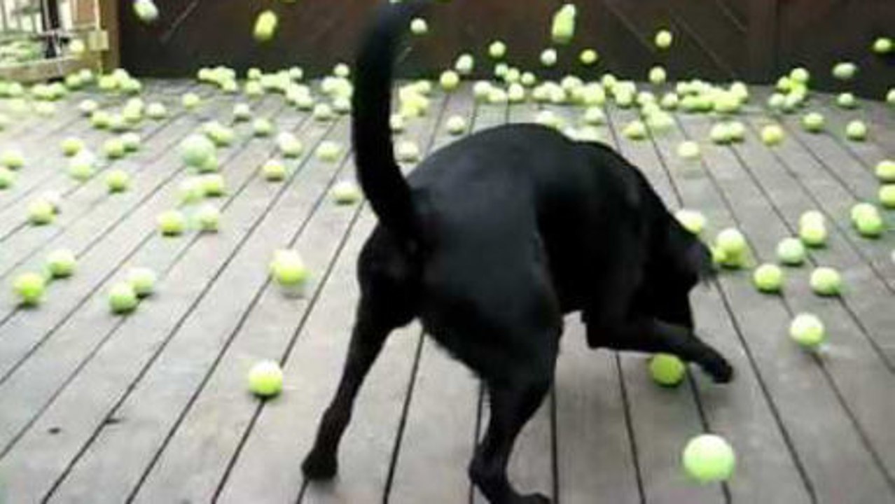 Dieser hund hat den jackpot gewonnen.