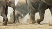 Eine Elefantenherde begrüßt einen Neugeborenes.