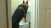 Ein Hund benutzt die Toilette wie ein Mensch.