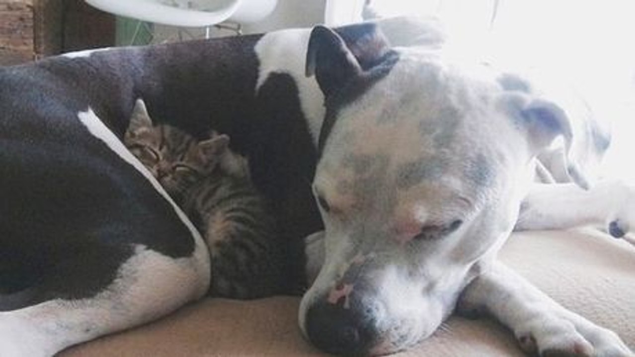 Zum Dahinschmelzen: Ein Pitbull adoptiert verlassene Kätzchen