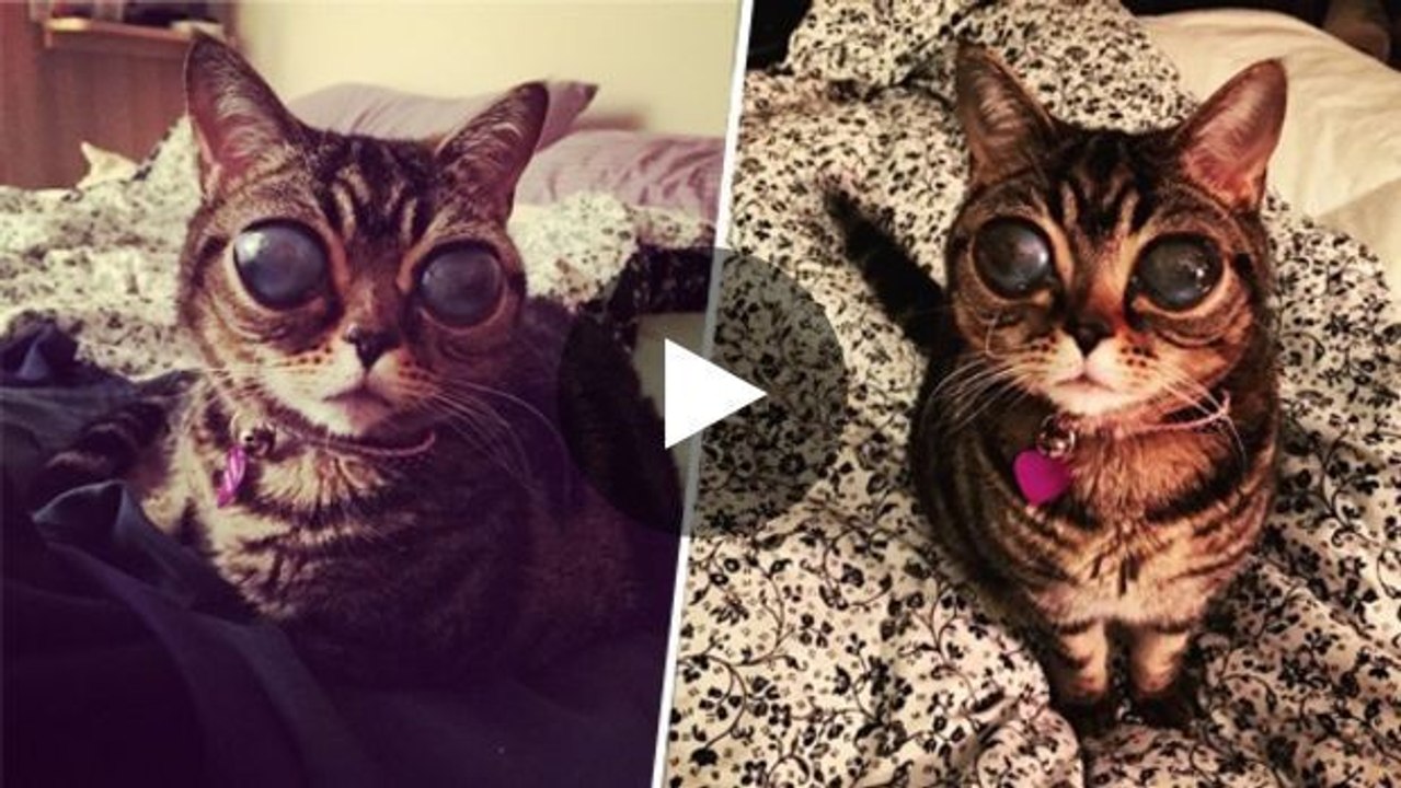 Mit ihren außerirdischen Augen sorgte diese Katze für Aufsehen im Internet.