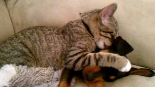 Eine Katze kümmert sich um einen kranken Welpen, der gerade vom Tierarzt kommt. Zum Anbeißen süß!