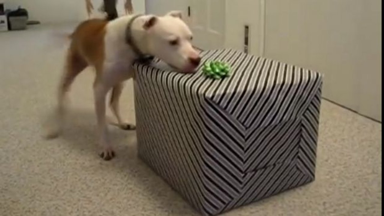 Dieser Hund hat seinen Geburtstag gefeiert. Und er hat ein sehr schönes Geschenk bekommen.
