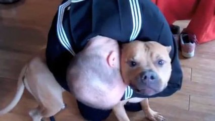 Ein Hund begrüßt sein Herrchen, das mehrere Monate abwesend war.