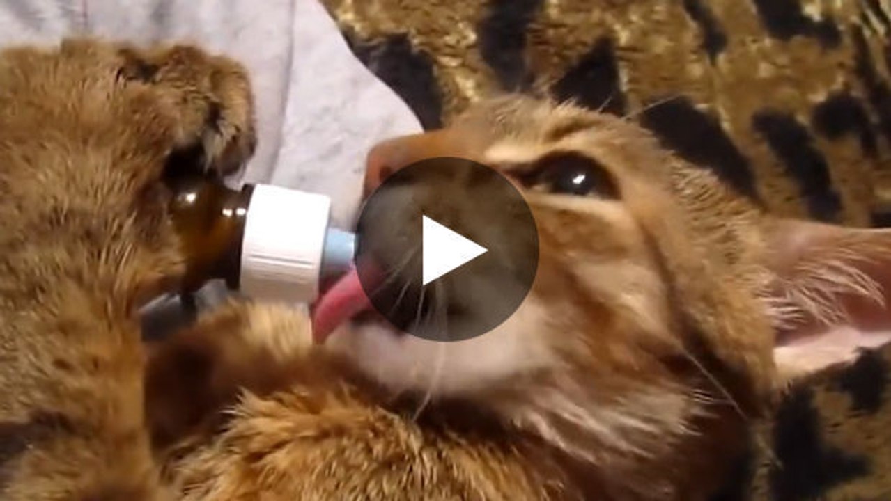 Diese Katze liebt es, ihre Milch aus einem Fläschchen zu trinken.