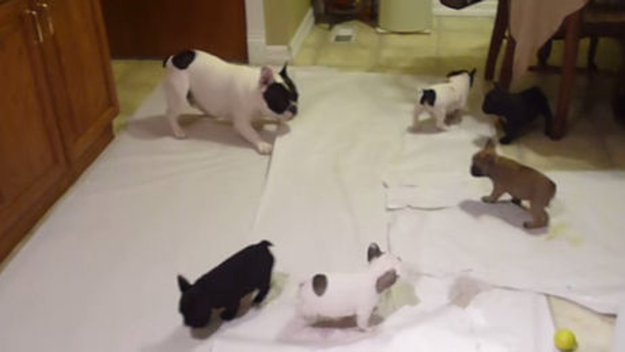 Diese Bulldogge tobt mit ihren Kleinen. Zum Dahinschmelzen.