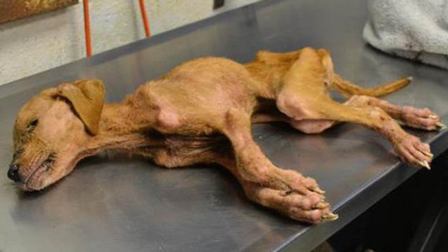 Paar rettet Hund vor grausamem Schicksal.