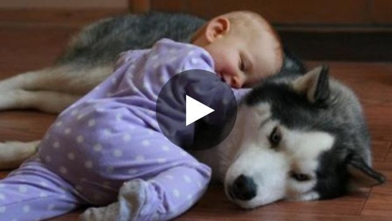 Dieses baby und dieser husky haben eine außergewöhnliche beziehung.
