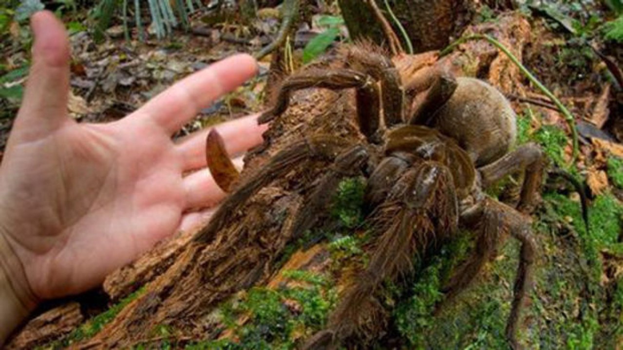 Wissenschaftler stößt auf die größte Spinne der Welt