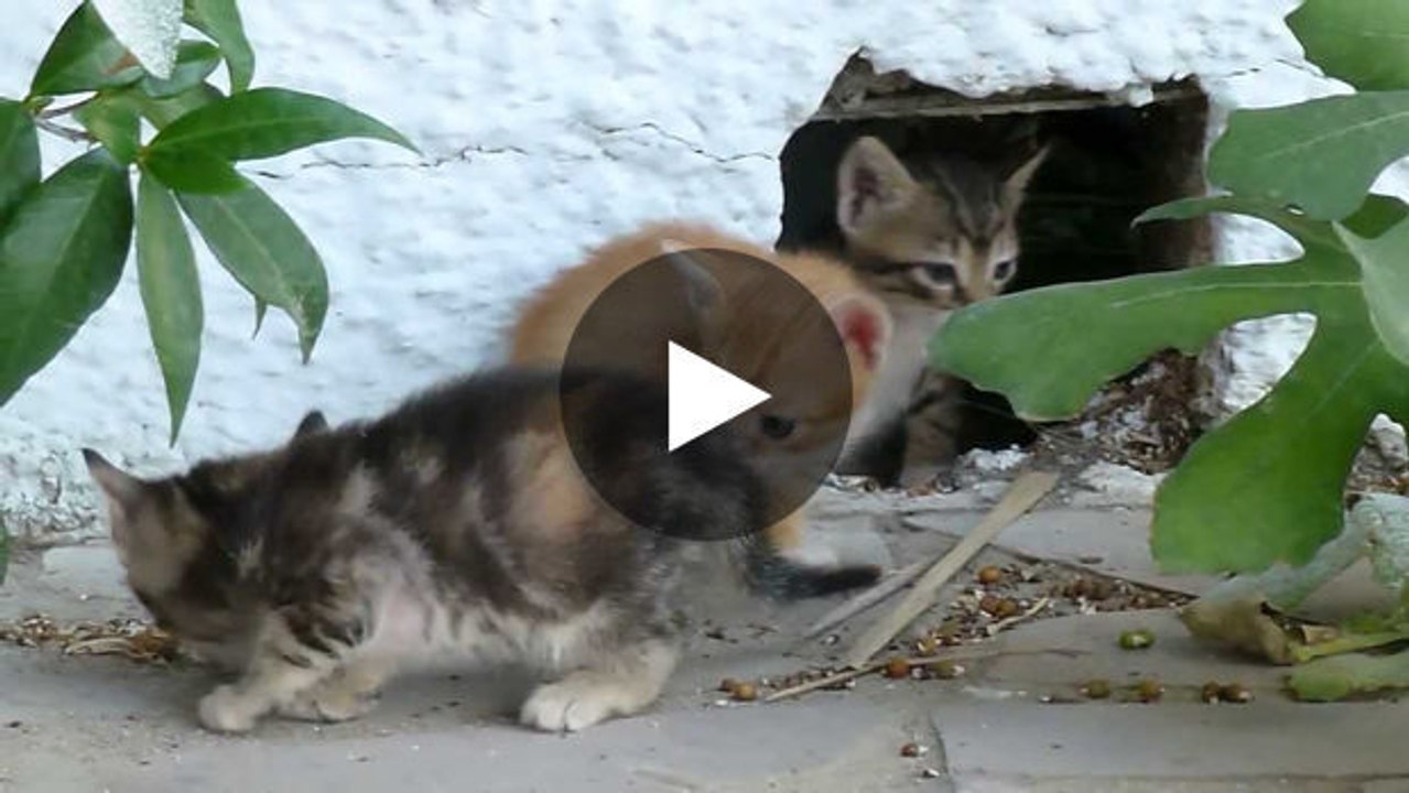Diese kleinen Kätzchen machen ihre ersten Schritte.
