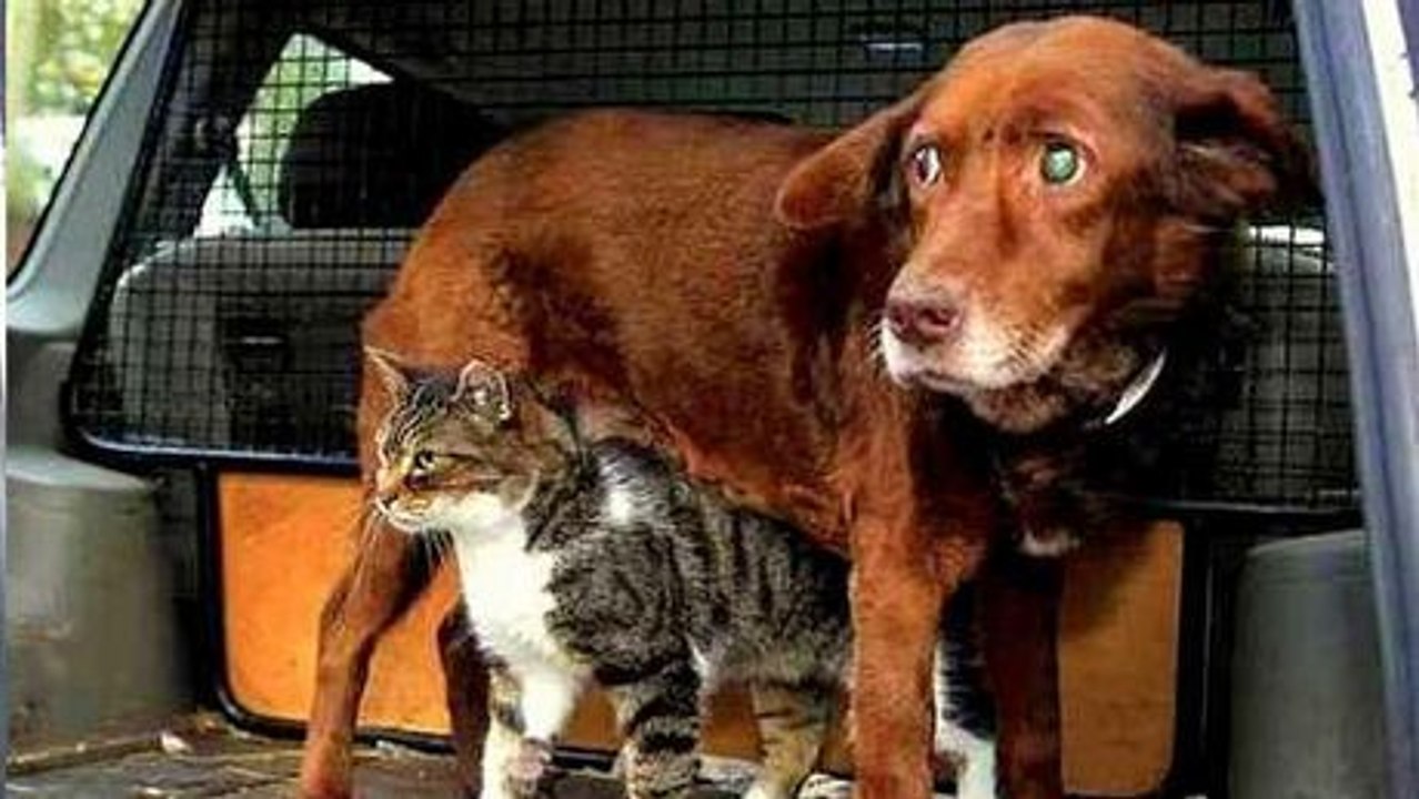 Sehen Sie sich die Freundschaft zwischen einer Straßenkatze und einem blinden und tauben Hund an. Sie werden gerührt sein.
