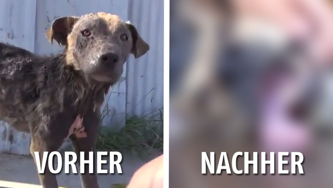 Ein Tierschutzverein rettet einen streunenden, halbtoten Hund von der Straße.